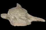 Mosasaur (Tylosaurus) Vertebra - Kansas #134345-3